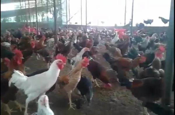 Best Kadaknath Chiken Farm Supplier in Ranchi 8210059614