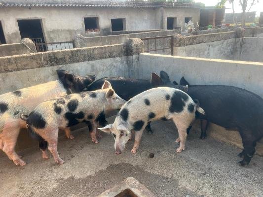 Best Kadaknath Murga Farm Supplier in Ranchi 8210059614